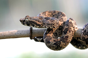 Trimeresurus Puniceus on the branch