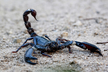 Asian Forest Scorpion on the sand
