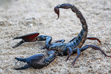 Asian Forest Scorpion on the sand