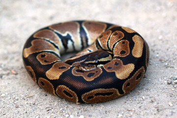 Ball Pyhton on the sand
