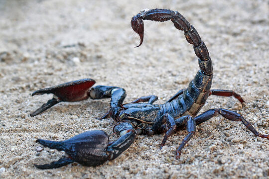 Asian Forest Scorpion On The Sand