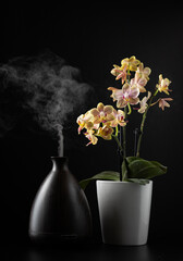 Essential oils aromatherapy diffuser emitting scent vapor next to potted orchid flower on black background