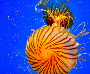 yellow sea jellyfish on a blue background