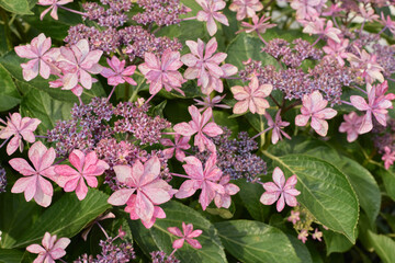pink flowers in the garden