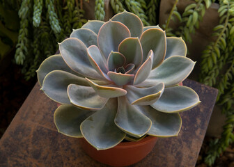 Exotic succulent plants. Closeup view of an Echeveria Perle von Nurnberg beautiful rosette of blue and gray leaves.