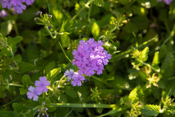 Floral background. Closeup view of Verbena purple flowers, growing in the garden. 