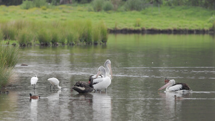 a pelican joining a flock at a wetland