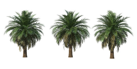 Palm on transparent background