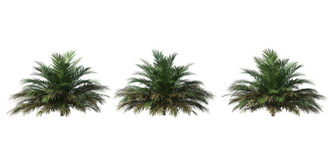 Palm on transparent background