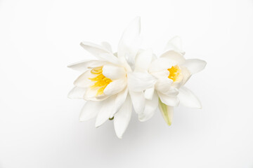 Beautiful white waterlilies