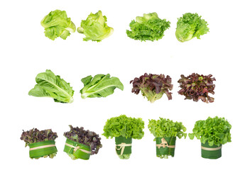 Group of various fresh organic salad vegetables on transparent background