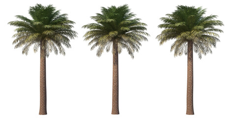 Palm on transparent background © jomphon