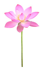 Obraz na płótnie Canvas Pink lotus flower in full bloom isolated on transparent background for design usage purpose