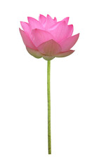 Pink lotus flower in full bloom isolated on transparent background with clipping path for design usage purpose