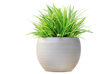 Variegated grass pandanus plant in white round contemporary pot container isolated on transparent...