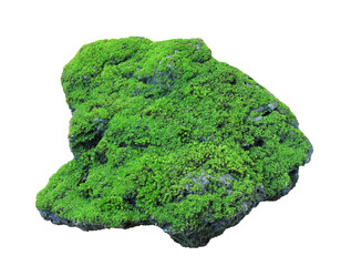Rock covered in green moss isolated on transparent background for aquatic and garden design usage