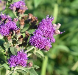 Purple Flower