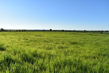 Field