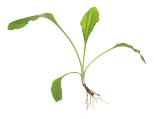 Broadleaf plantain, Plantago major plant isolated on white background