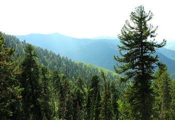 A look through the tops of pines on the slope of a high mountain overgrown with coniferous forest.