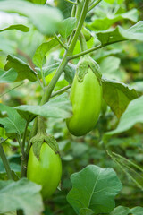 green eggplant plant growing in garden.eggplant  vegetables harvest. 