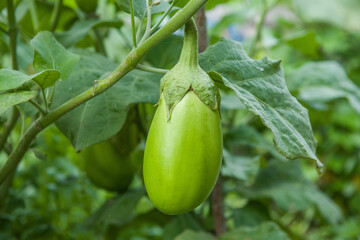 green eggplant plant growing in garden.eggplant  vegetables harvest. 