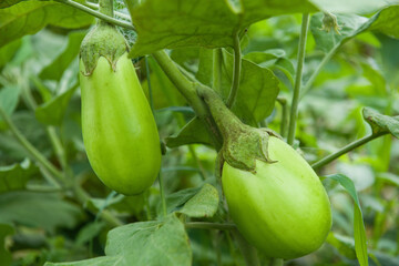 green eggplant plant growing in garden.eggplant  vegetables harvest. 