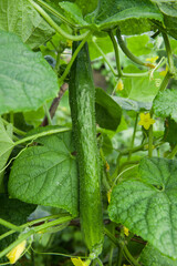 Young green cucumbers vegetables hanging on lianas of cucumber plants in green house
