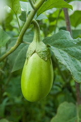 green eggplant plant growing in garden.eggplant  vegetables harvest. 
