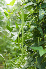 Cowpea plants in growth at vegetable garden