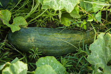 Close up of a green long pumpkin growing in garden