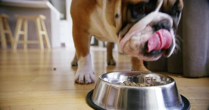 Closeup of cute furry brown dog eating from a bowl of food at home. Face of english bulldog eating and munching on daily healthy nutritious wet or dry meal with vitamins for growth in the kitchen