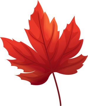 Maple Leaf for Thanksgiving Decorative Element