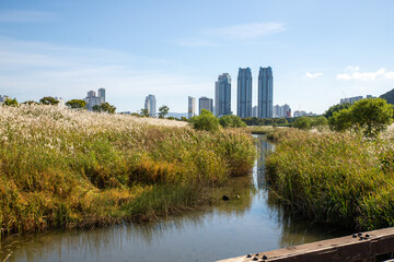 taehwagang river in Ulsan