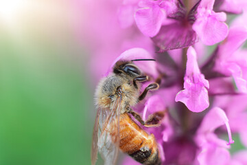 Honeybee collecting nectar on purple flower
