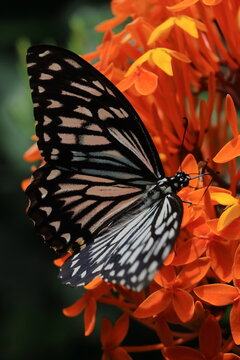 common mime butterfly (papilio clytia) pollinating flower in the garden, springtime of india