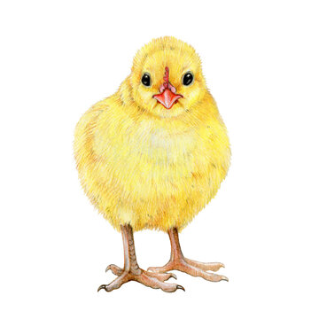 Chick hand drawn illustration. Small newborn baby chicken. Tiny yellow fluffy chick on white background. Small farm baby bird