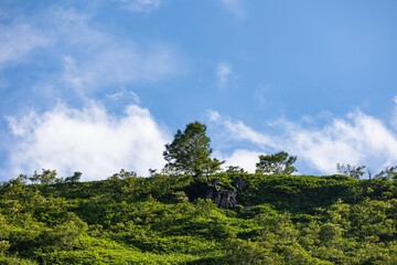 高原の木々と青空