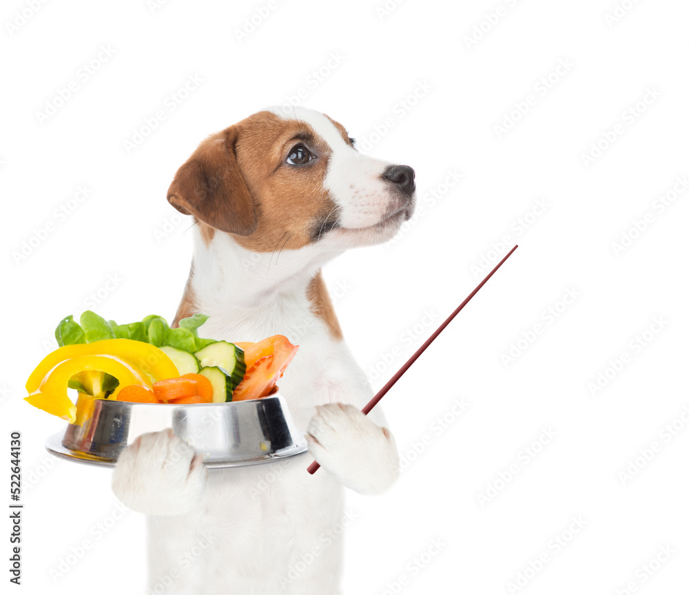 Poster jack russell terrier puppy holds bowl of vegetables and points away on empty space. isolated on whit