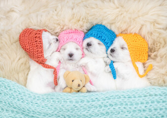 Four tiny white lapdog puppies wearing warm hats sleep with gift box on a bed at home. Top down view
