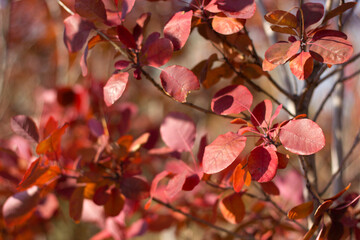 red leaves