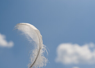 feather on blue sky