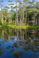 Obraz premium 早朝の水面に映る原生林の樹木と青空。エコロジー,自然,環境,緑,,持続かのイメージ