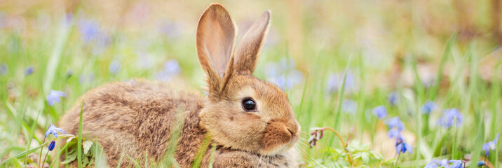 A small fluffy red rabbit on a spring blooming forest fire close-up, a concept for the spring...