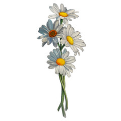 Obraz premium bouquet of daisies watercolor