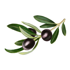 black olives with leaves watercolor