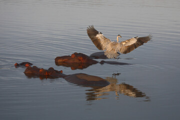 Flußpferd und Graureiher / Hippopotamus and Grey heron / Hippopotamus amphibius et Ardea cinerea