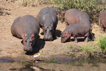 Flußpferd / Hippopotamus / Hippopotamus amphibius.