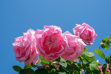 Lush bush of pink roses, beautiful blossom flowers against blue sky at sunny summer day. Gardening, floristry, landscaping concept. For covers, postcards, copy space
