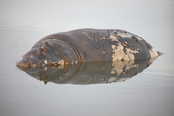 Flußpferd / Hippopotamus / Hippopotamus amphibius.